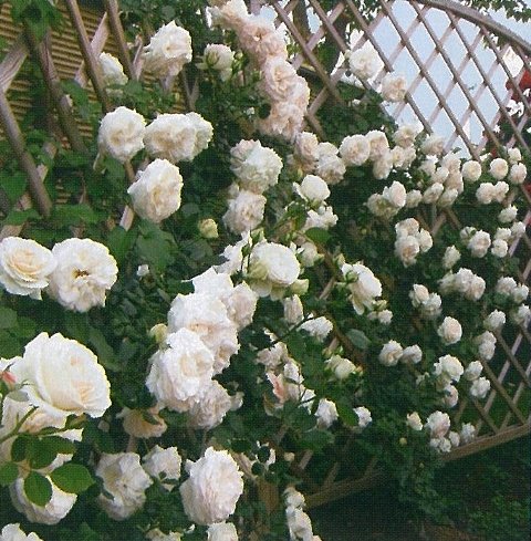 楽天市場 ブラン ピエール ドゥ ロンサール 大苗予約 7号鉢植え つるバラ バラ苗 大神ファーム