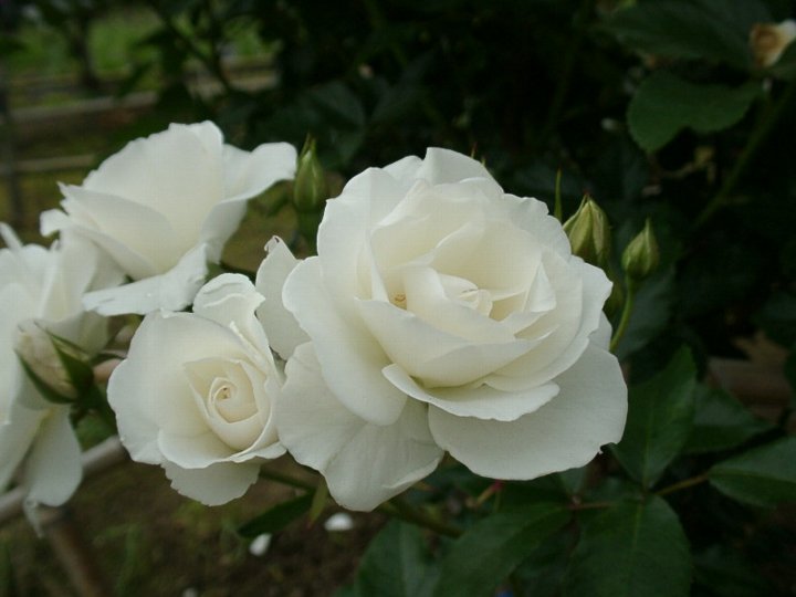 楽天市場 つるアイスバーグ 大苗予約 7号鉢植え つるバラ 白花 バラ苗 大神ファーム