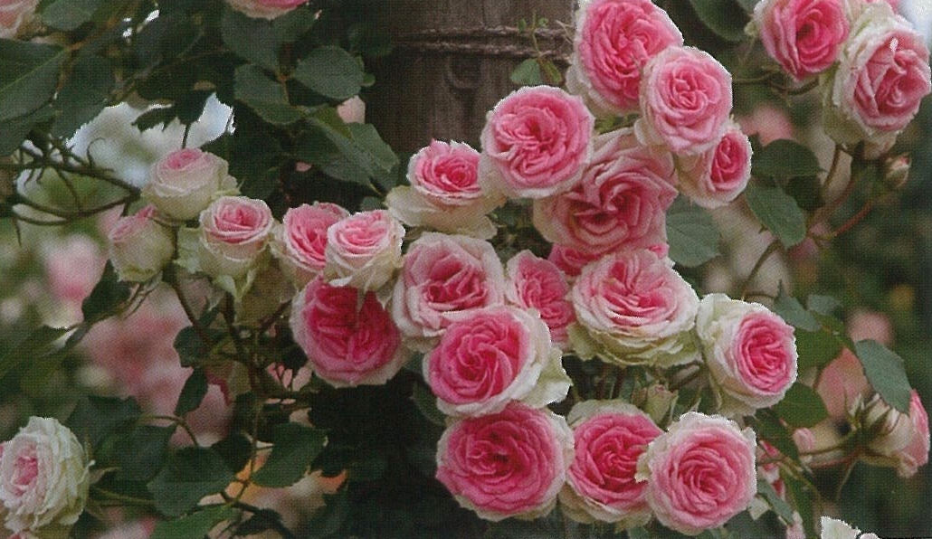 楽天市場 つるミミエデン 大苗 7号鉢植え つるバラ バラ苗 大神ファーム