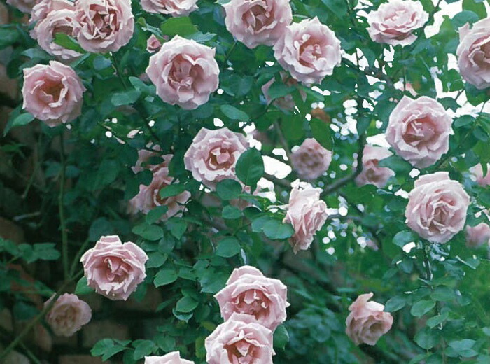 楽天市場 つるスターリングシルバー 大苗予約 7号鉢植え つるバラ バラ苗 大神ファーム