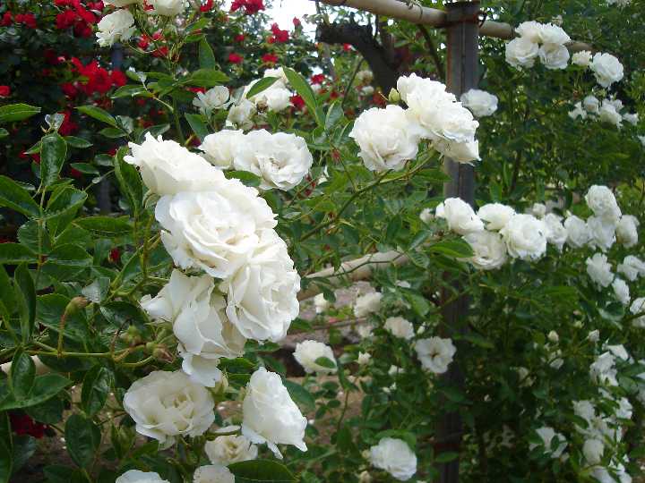 楽天市場 つるサマースノー 大苗予約 7号鉢植え つるバラ バラ苗 大神ファーム