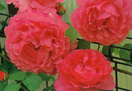 楽天市場 イブ ピアッチェ 大苗予約 7号鉢植え 四季咲き大輪系 ハイブリッドティーローズ バラ苗 大神ファーム