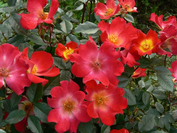 楽天市場 新春特別企画 バラ苗の福袋 四季咲き木立性バラ2種 つるバラ2種セット ばらの肥料 送料無料 バラの育て方ガイド おまけつき 大神ファーム