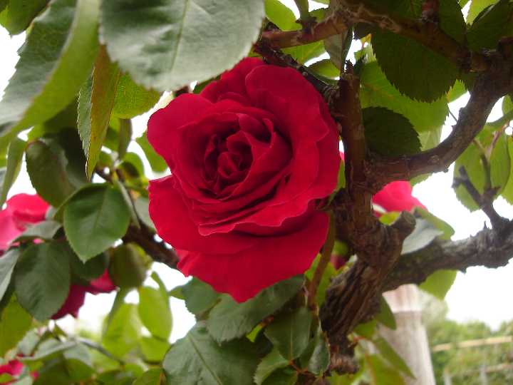 薔薇 の 芽 値引き 57 割引 Saferoad Com Sa