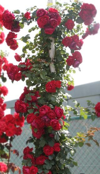 バラ　レオナルド・デイル 楽天市場】レオナルド・ダ・ヴィンチ（大苗予約）7号鉢植え つる