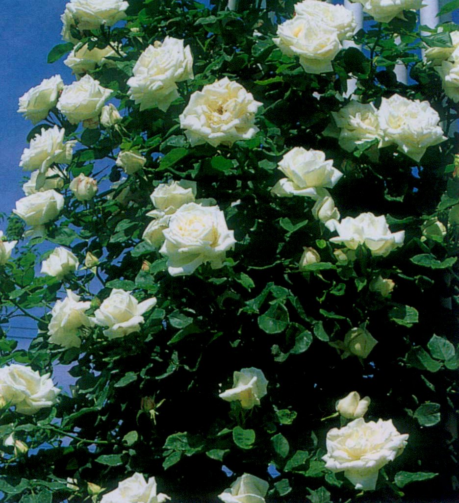 楽天市場】スパニッシュ・ビューティー（大苗）7号鉢植え つるバラ