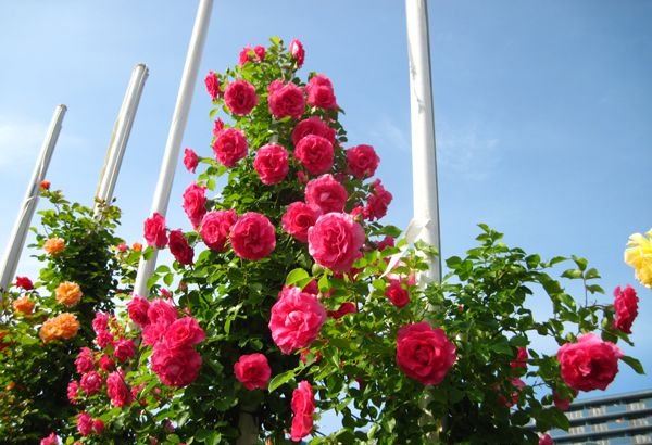 つるローズうらら 大苗取っておく 7サイズ鉢植え つるバラ バラ苗 Earlnewton De