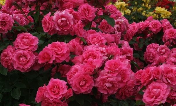 つるローズうらら 大苗取っておく 7サイズ鉢植え つるバラ バラ苗 Earlnewton De