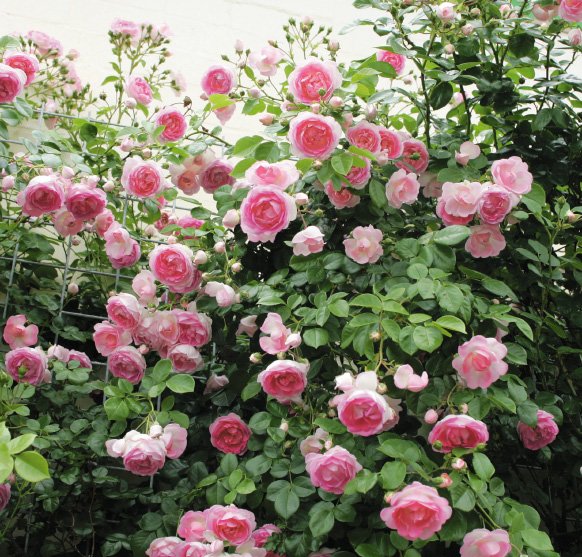 楽天市場 ジャスミーナ 大苗予約 7号鉢植え つるバラ バラ苗 大神ファーム
