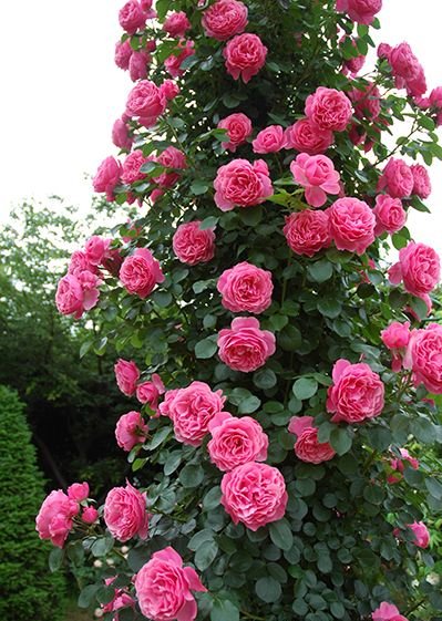 楽天市場】レオナルド・ダ・ヴィンチ（新苗）7号鉢植え つるバラ