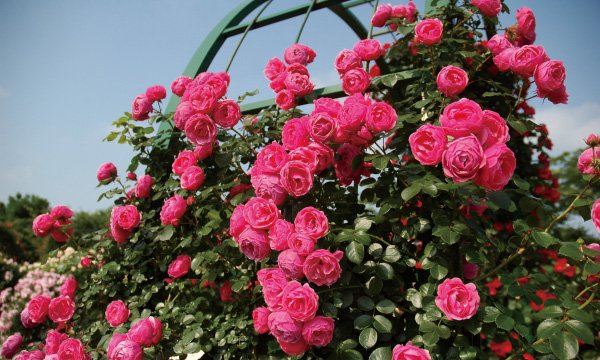 楽天市場】レオナルド・ダ・ヴィンチ（大苗予約）7号鉢植え つる