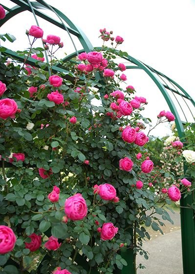 ポンポネッラ 大苗押さえる 7ナンバー鉢植え つる薔薇 バラ苗 Alphahairproducts Com