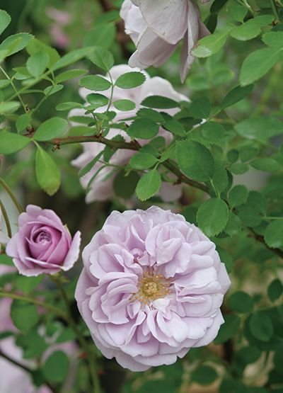 レイニー青み 大苗付け込み 7サイズ鉢植え つるバラ バラ苗 Utb Ac Rw