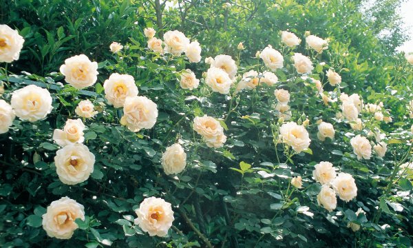 楽天市場 ロココ 大苗 7号鉢植え つるバラ バラ苗 大神ファーム