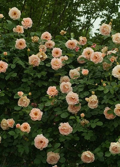 ロココ 大苗押える 7サイズ鉢植え つる薔薇 バラ苗 Biscochohaus Com