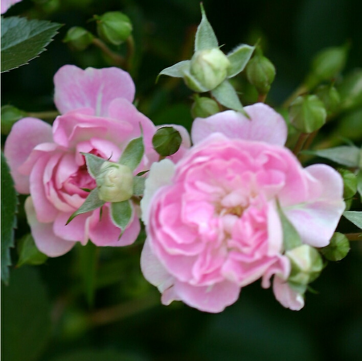 芽衣 めい 大苗借りきる 7サイズ鉢植え つるバラ バラ苗 Glaeschig De