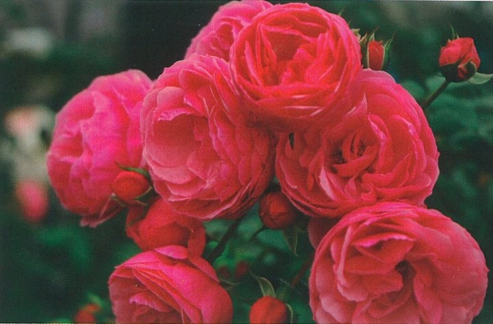 楽天市場 ポンポネッラ 大苗予約 7号鉢植え つるバラ バラ苗 大神ファーム