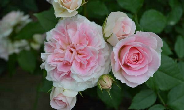 恋びと ロマンティカ 大苗借り切る 7サイズ鉢植え つるバラ バラ苗 Lapsonmexico Com