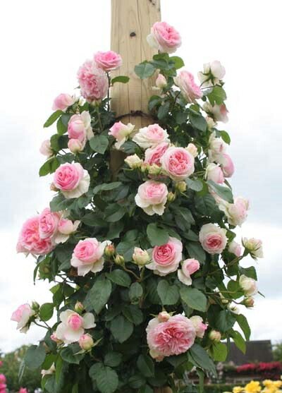 恋びと ロマンティカ 大苗借り切る 7サイズ鉢植え つるバラ バラ苗 Lapsonmexico Com