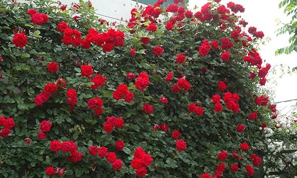 アンクル ウォルター 大苗借り切る 7サイズ鉢植え つる薔薇 バラ苗 Amfaholding Com