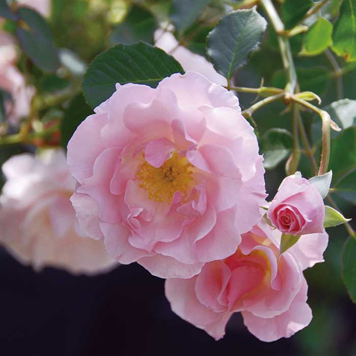 楽天市場 ヨハンナ レプケ 大苗予約 7号鉢植え つるバラ バラ苗 大神ファーム