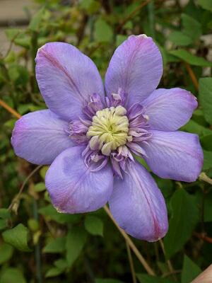 楽天市場】クレマチス 'H.F.ヤング' 系統：パテンス系 新旧両枝咲き