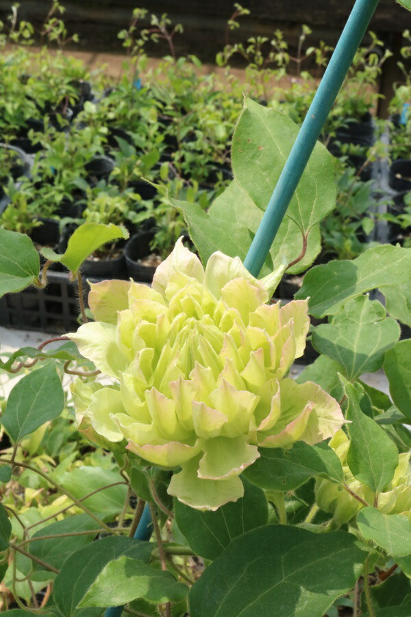 楽天市場】原種クレマチス モアフィールディー （実生） : 日本花卉