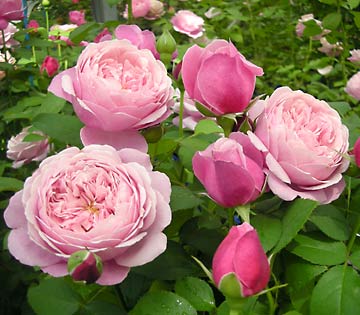 楽天市場】シャンパーニュ（大苗）7号鉢植え バラ苗 《農林水産省 品種