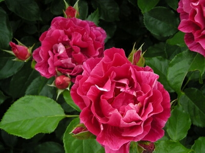 楽天市場】シャンパーニュ（大苗予約）7号鉢植え バラ苗 《農林水産省