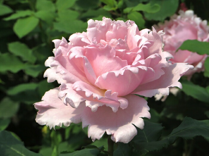 楽天市場】シャンパーニュ（大苗予約）7号鉢植え バラ苗 《農林水産省