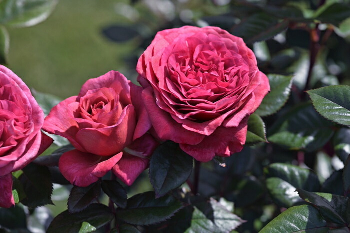 楽天市場】四季咲き強香バラ苗 【ヴィウーローズ】 2年生大苗 【予約