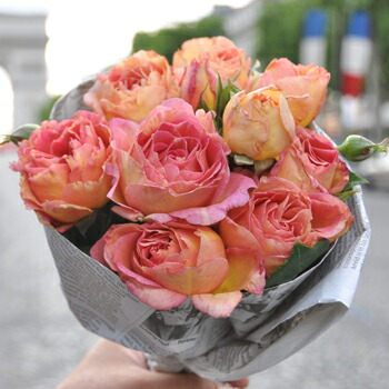 楽天市場】ローズ・シナクティフ（大苗）7号鉢植え（旧名