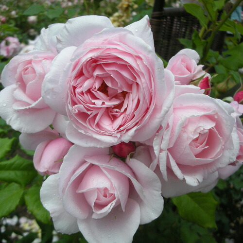 楽天市場】シャンパーニュ（大苗予約）7号鉢植え バラ苗 《農林水産省