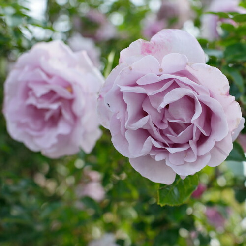 楽天市場】ブルー・ムーン（大苗）7号鉢植え 四季咲き大輪系