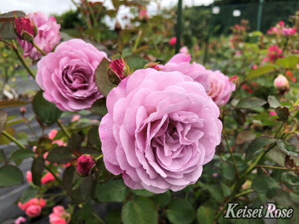 ローズ 楽天市場】ザ・キングズ・ローズ(Ausa27a16)（大苗予約）7号鉢植え