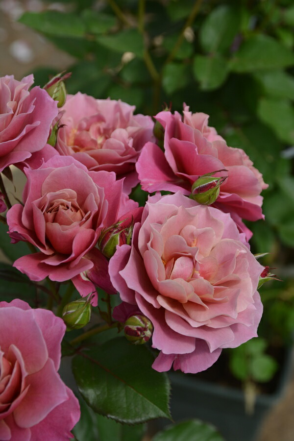 楽天市場】ポルト・ブルー（大苗予約）7号鉢植え バラ苗 ロサ