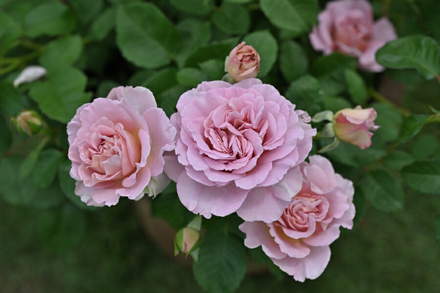 バラ苗　　切り花　7号鉢　四季咲き 楽天市場】フリゼ（新苗） 7号鉢植え 四季咲き ドリュ Dorieux