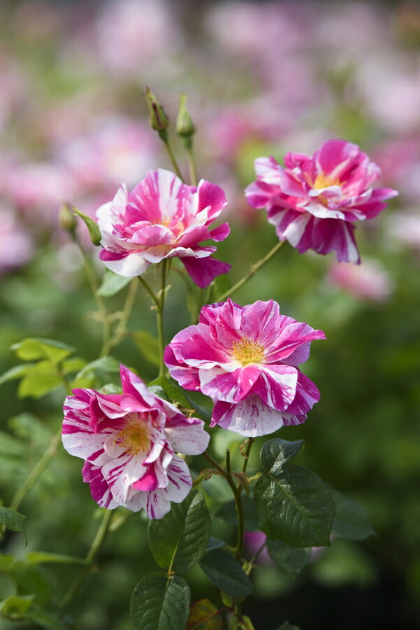 楽天市場】ポルト・ブルー（大苗予約）7号鉢植え バラ苗 ロサ