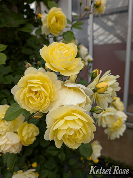 楽天市場】ポルト・ブルー（大苗予約）7号鉢植え バラ苗 ロサ