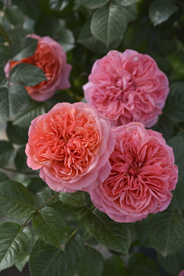 ポルトブルー★バラ大苗★ロサオリエンティス★プログレッシオ★バラの家★バラ★大苗 楽天市場】ポルト・ブルー（大苗予約）7号鉢植え バラ苗 ロサ