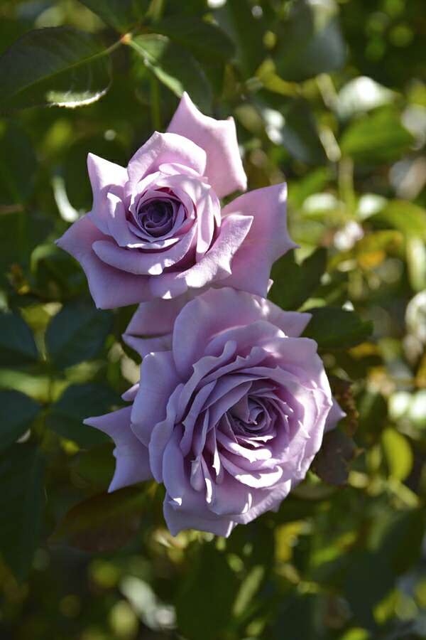 楽天市場】ポルト・ブルー（大苗予約）7号鉢植え バラ苗 ロサ