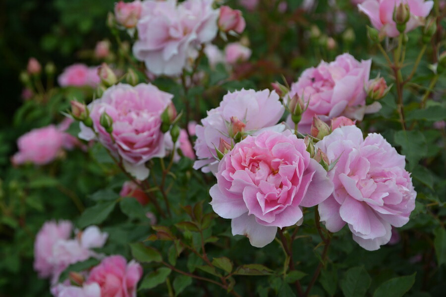 楽天市場】ポルト・ブルー（大苗予約）7号鉢植え バラ苗 ロサ