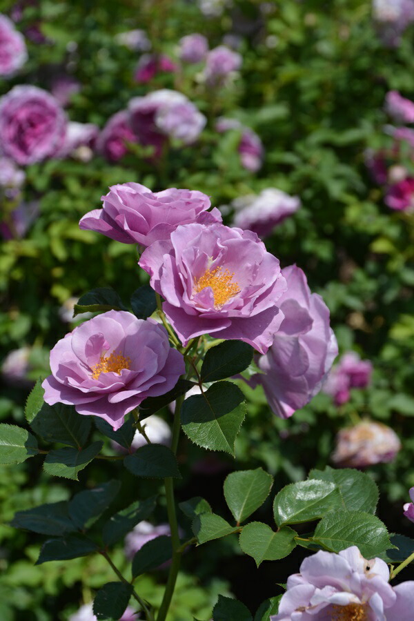 楽天市場】ザ・キングズ・ローズ(Ausa27a16)（大苗予約）7号鉢植え