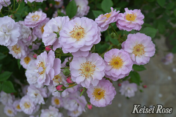 楽天市場】ザ・キングズ・ローズ(Ausa27a16)（大苗予約）7号鉢植え