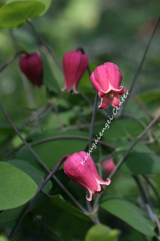 楽天市場】クレマチス 『 コロナ 』 パテンス系・旧枝咲き （ 早咲き