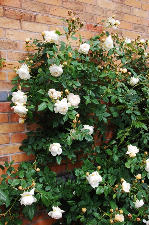 楽天市場 クレア オースチン 大苗予約 7号鉢植え イングリッシュローズ デビッド オースチンローズ つるバラ バラ苗 大神ファーム