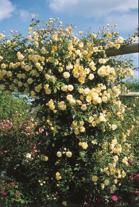 モーヴァン・ヒルズ (Auscanary)（大苗）7号鉢植え イングリッシュローズ（デビッド・オースチンローズ） つるバラ バラ苗 《農林水産省 登録品種》