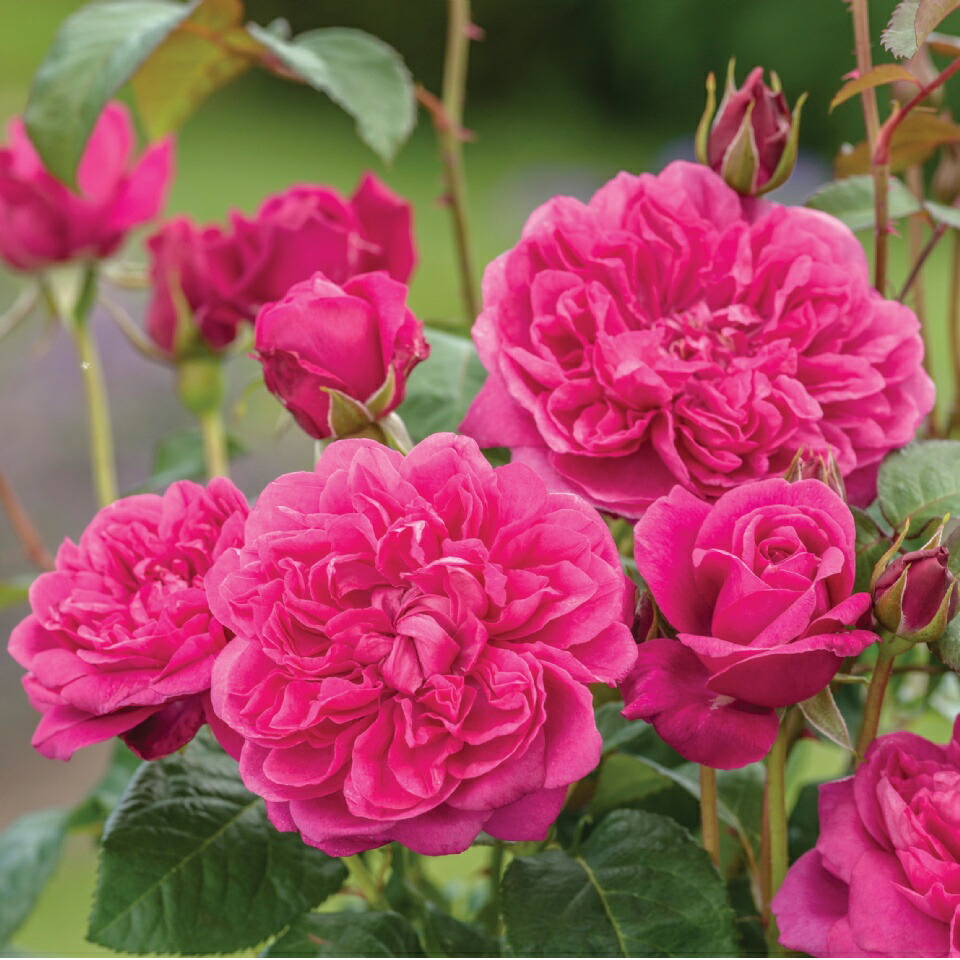 楽天市場 トッタリング バイ ジェントリー 大苗 7号鉢植え イングリッシュローズ デビッド オースチンローズ バラ苗 農林水産省 登録品種 Tottering By Gently Auscartoon 大神ファーム