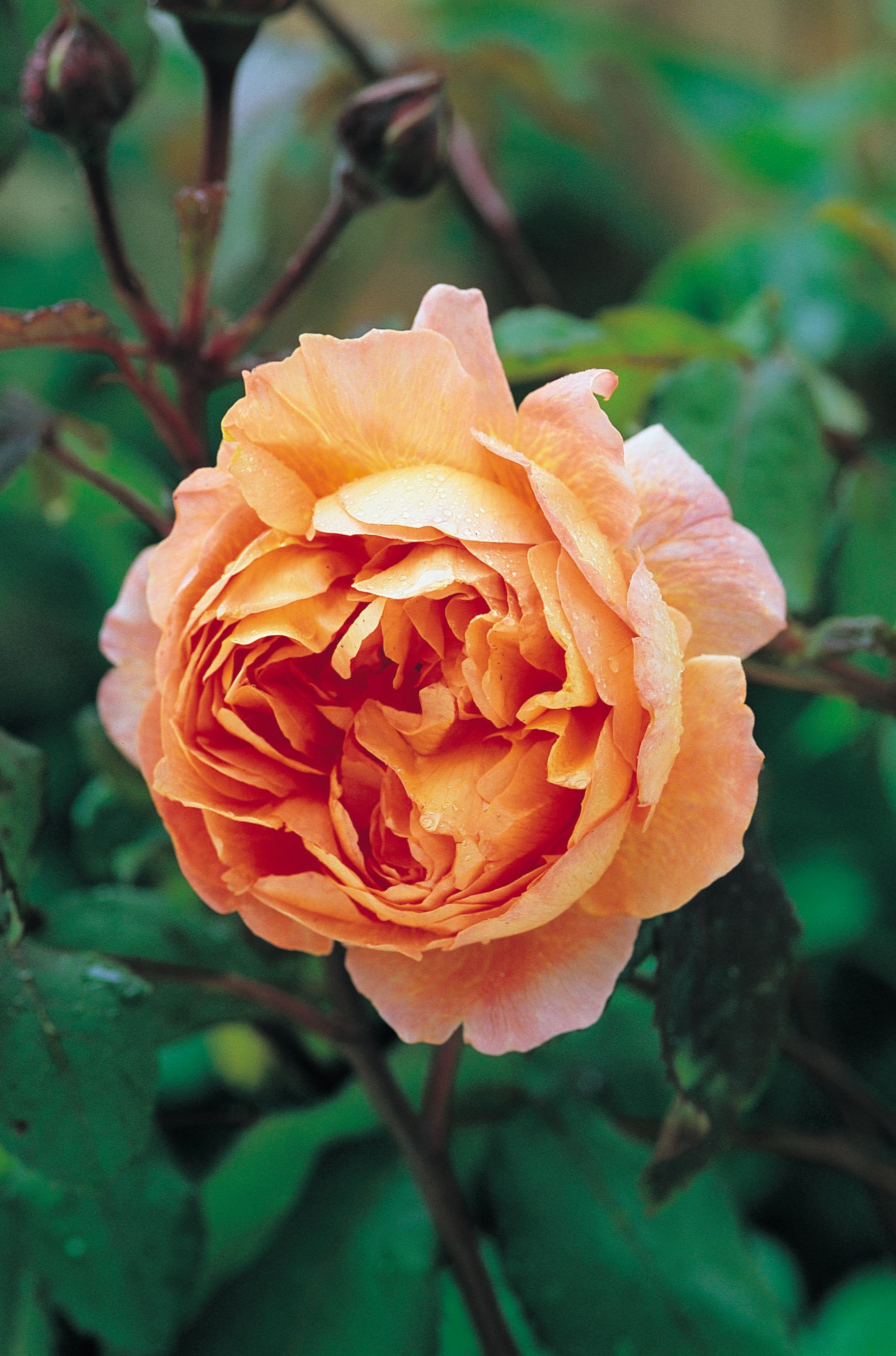 楽天市場】キャラメル・アンティーク（大苗）7号鉢植え 四季咲き大輪系