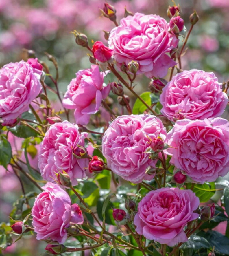 楽天市場】ザ・キングズ・ローズ(Ausa27a16)（大苗）7号鉢植え